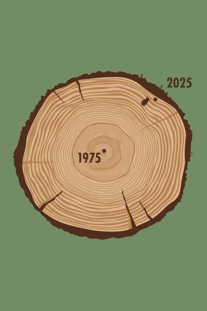 T-shirt ronde hals Aged to perfection 1975 - Afbeelding 3